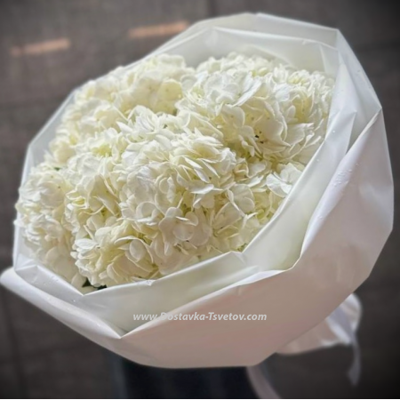 White hydrangea "Ice"